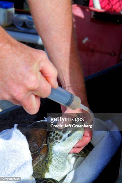 Turtle Injection 384 Turtle Hospital Stock Photos, High-Res Pictures, and Images - Getty ...