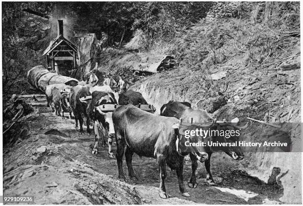 Oxen Hauling Timber from Forest, California, USA, Photogravure, Denison News Co., 1903.