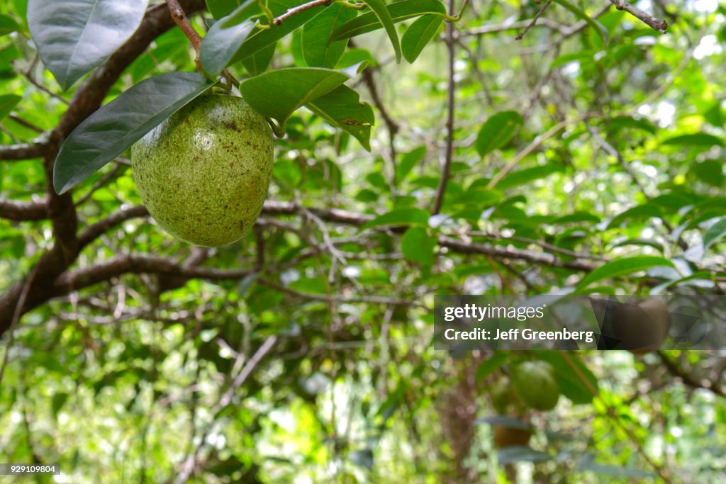 Pond apples at Corkscrew Swamp Sanctuary & Blair Audubon Center.