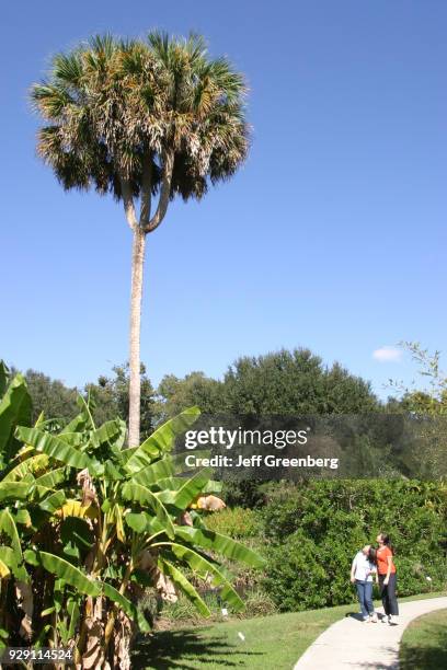 Rare triple-crowned sabal palmetto at the Kanapaha Botanical Gardens.