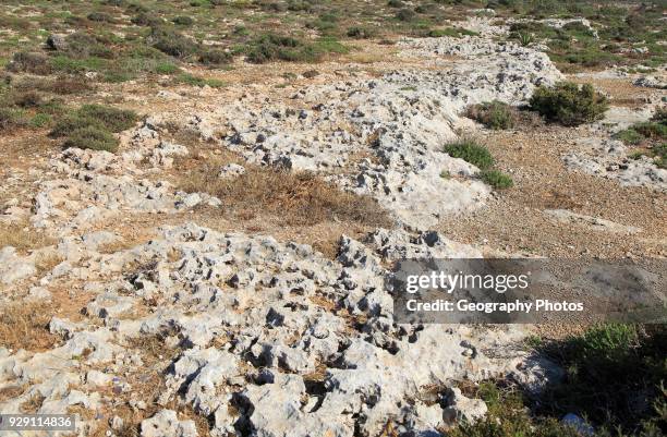 Rocky limestone bare surface showing effects of chemical weathering, Marfa peninsula, Malta.