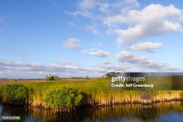 Sawgrass at Big Cypress National Preserve.