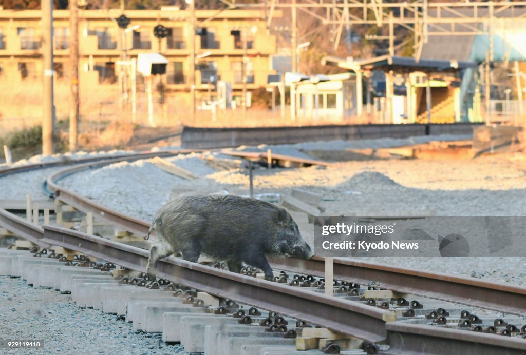 Wild animals at nuclear disaster sites