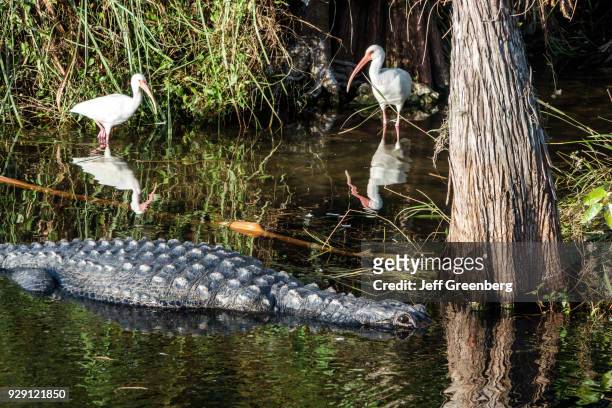 The Everglades, Tamiami Trail, Fakahatchee Strand State Preserve, Alligator in Water.