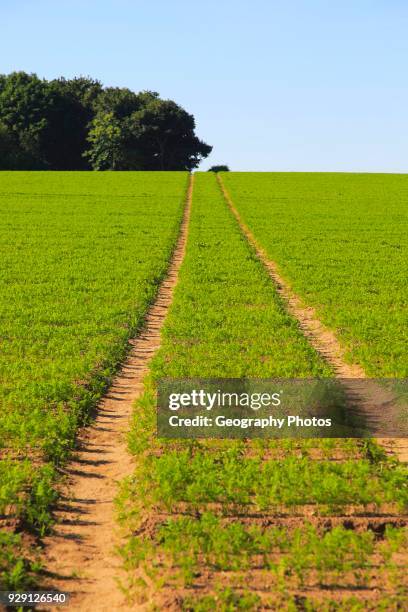 Track pathway uphill through carrot crop, Suffolk Sandlings, Shottisham, England, UK.