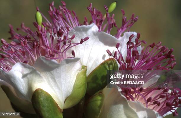 Caper flower. Pantelleria. Sicily. Italy.