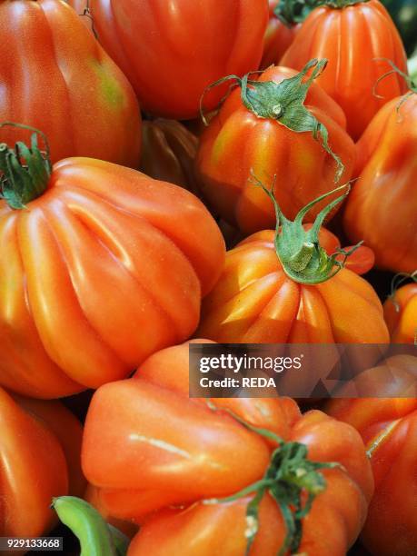 Beefsteak tomato. Organic farming. Pachino. Sicily. Italy. Europe.