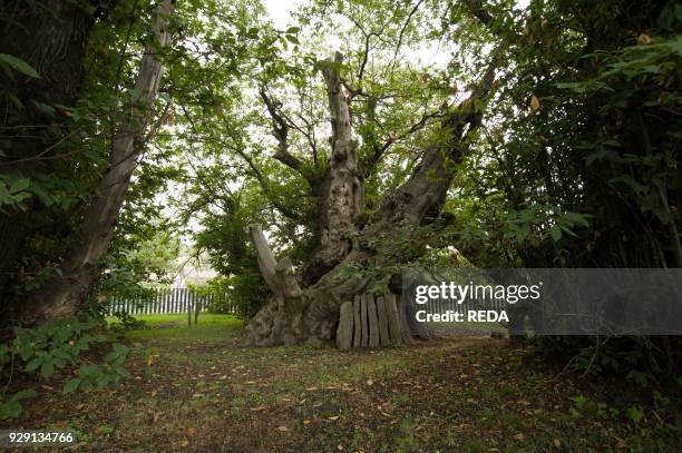 Etna. Castagno dei 100 cavalli. Chestnut Tree One Hundred Horses. Catania. Sicily. Italy.