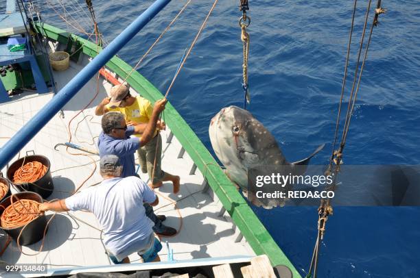 Traditional swordfish fishing. Moonfish. Mola Mola. Harpoon. Torre Faro. Stretto di Messina. Messina. Sicily. Italy. Europe.