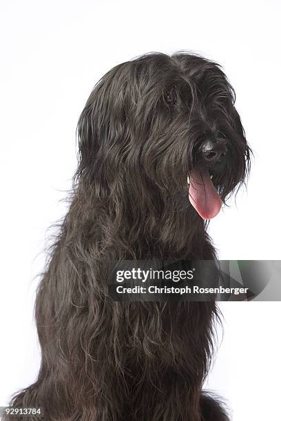 black dog, briard - briard stock pictures, royalty-free photos & images