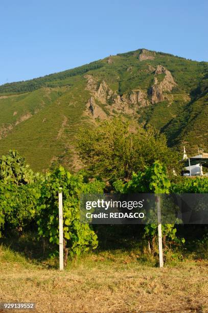 Salina Island. Typical house. Aeolian garden. Aeolian Island. Sicily. Italy. Europe.