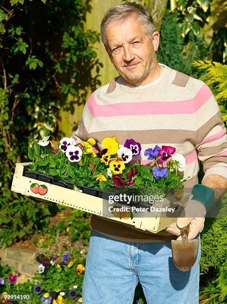 senior gardener planting out pansies. - viola del pensiero foto e immagini stock