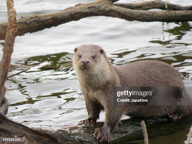 wild life. otter - weasel stock pictures, royalty-free photos & images