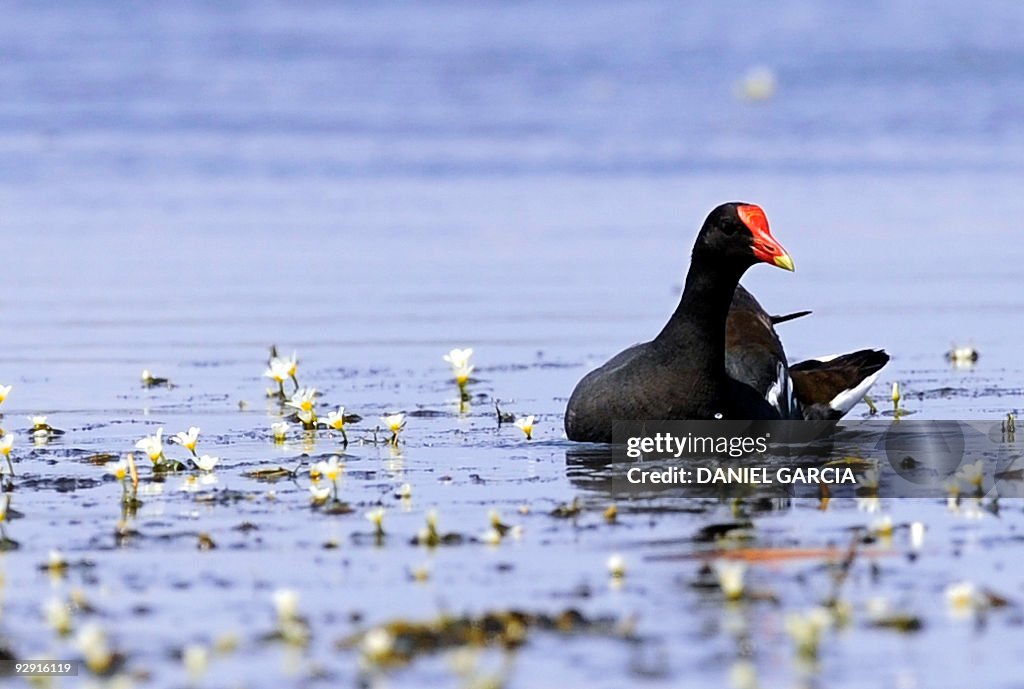 A Common gallinule (Gallinula chloropus)