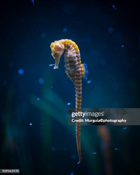 hipocampo caballito de mar - sea horse 個照片及圖片檔