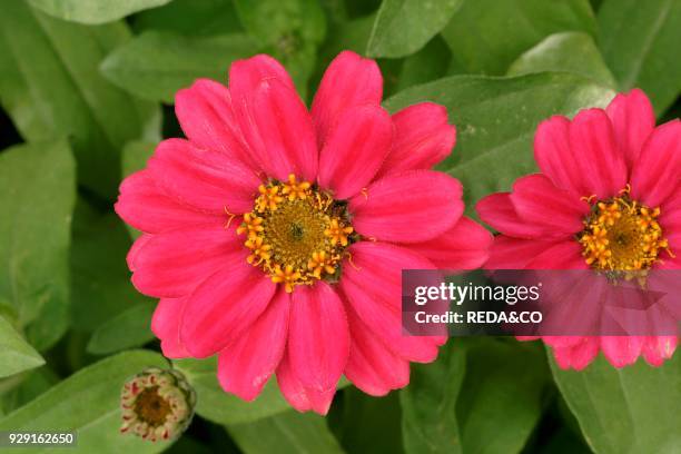 Zinnia elegans.