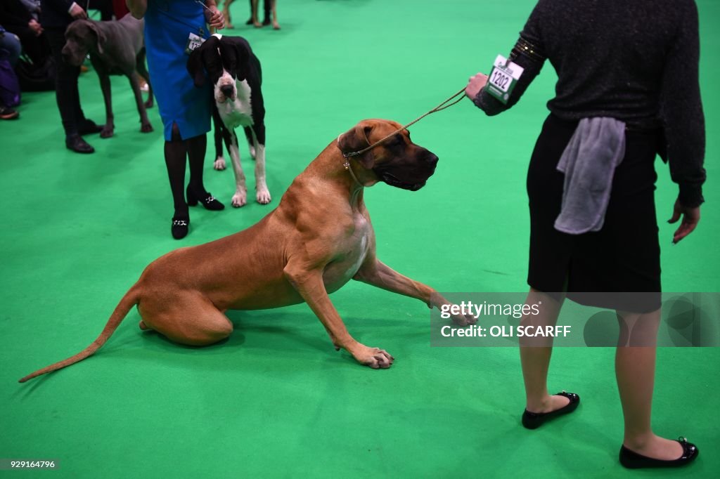 BRITAIN-ANIMAL-DOG-CRUFTS