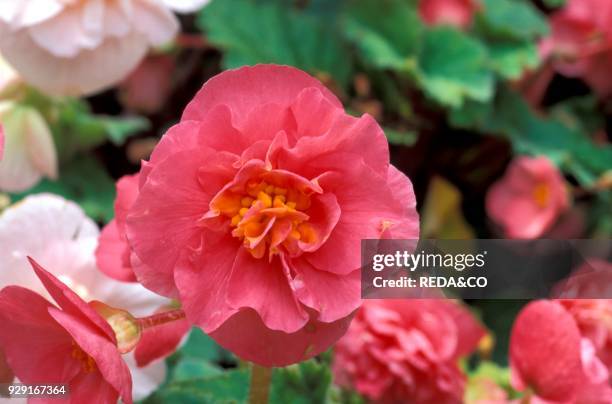 Begonia x tuberhybrida.