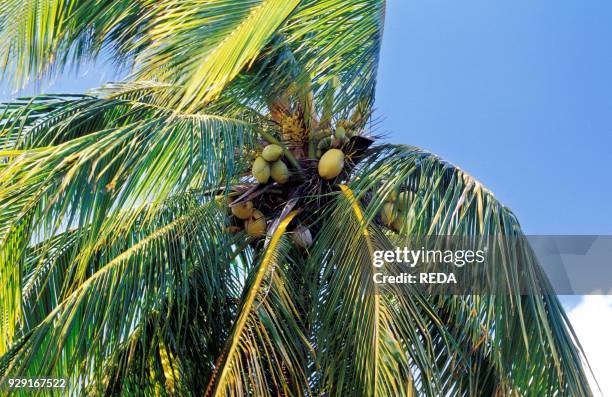 Palm. Curaçao island. Netherlands Antilles. Caribbean. Central America.