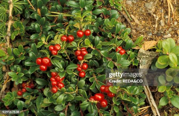 Arctostaphylos Uva-Ursi. Alpi. Italy.