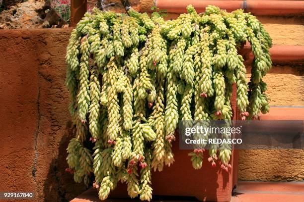 Sedum morganianum. Donkey's tail.