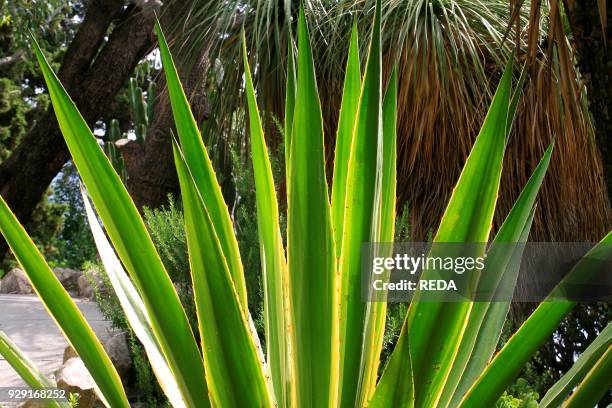 Agave angustifolia "Marginata".