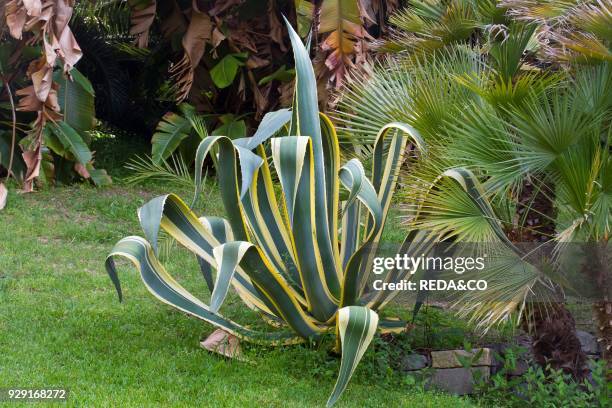 Agave americana "Marginata".