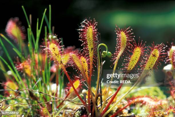 Drosera Rotundifolia. North Italy. Italy.
