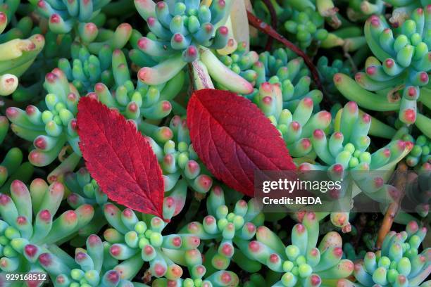 Spiraea leaves on Sedum.