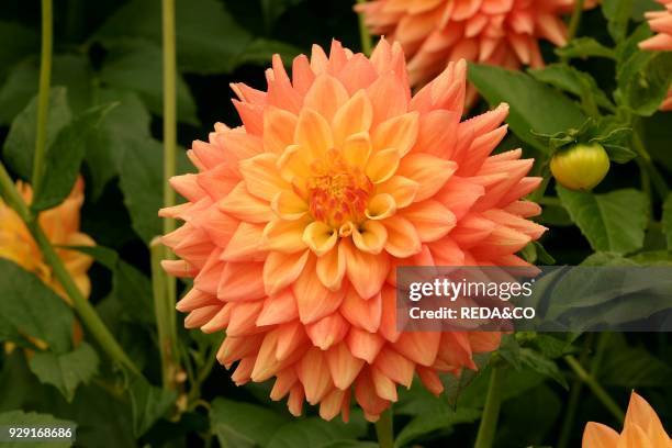 Dahlia "Bergerhoffs Liebling". Semi-cactus dahlia. Dalia semi-cactus.