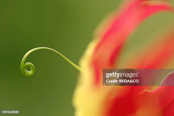 Gloriosa superba "Rothschildiana". Glory lily. Leaf. Foglia.