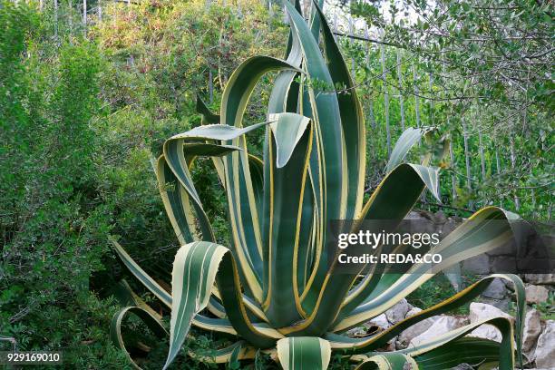 Agave americana "Marginata".