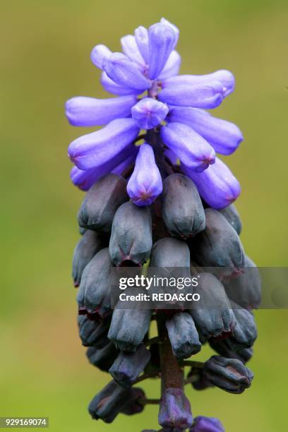 Muscari latifolium. Grape hyacinth.