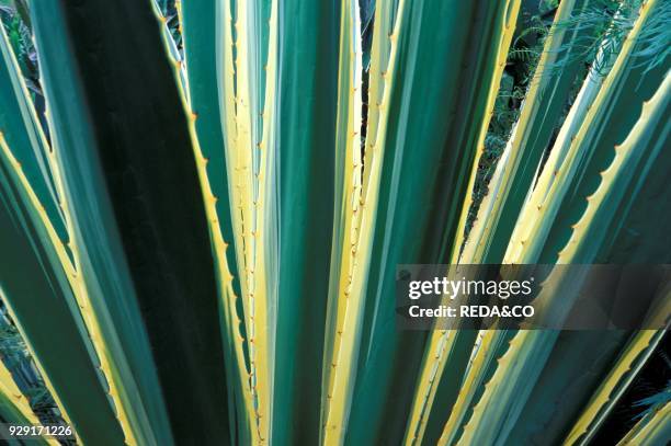 Agave augustifolia "Marginata".