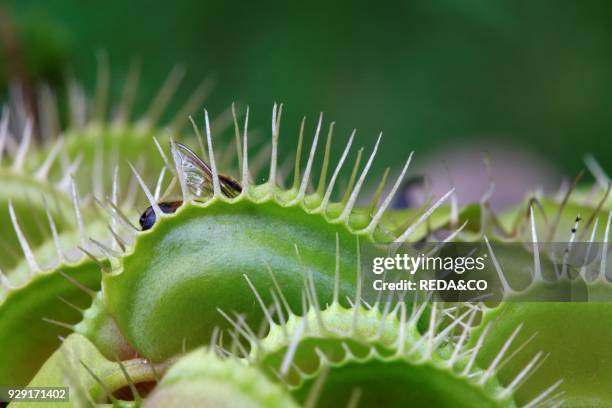 Dionaea muscipula. Venus fly trap. A bee in the trap.