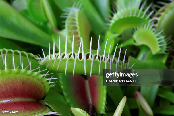 Dionaea muscipula. Venus fly trap. Closed trap. Pigliamosche. Trappola chiusa.