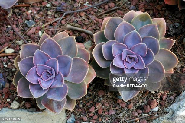 Echeveria "Perle von Nurnberg".