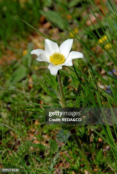 Pulsatilla alpina. Alpine pasqueflower.