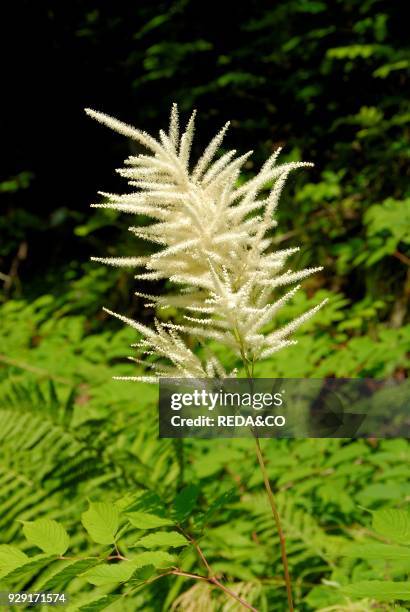 Aruncus dioicus.