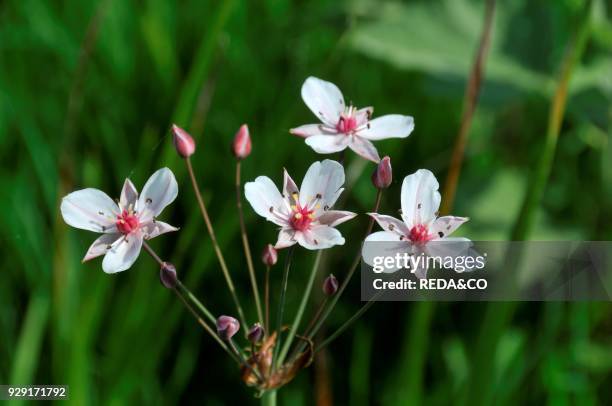 Butomus umbellatus. Flowering rush.