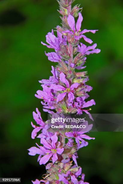 Lythrum salicaria. Purple loosestrife.