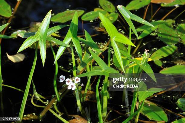 Sagittaria sagittifolia. Arrowhead.