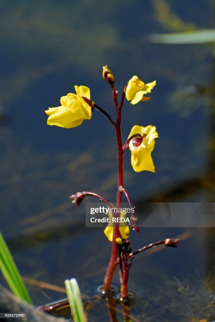 Utricularia vulgaris. Common Bladderwort