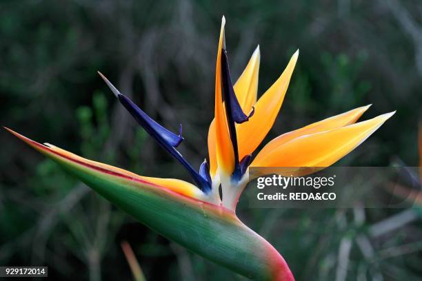 Strelitzia reginae. Uccello del paradiso. Bird of Paradise. Crane flower.