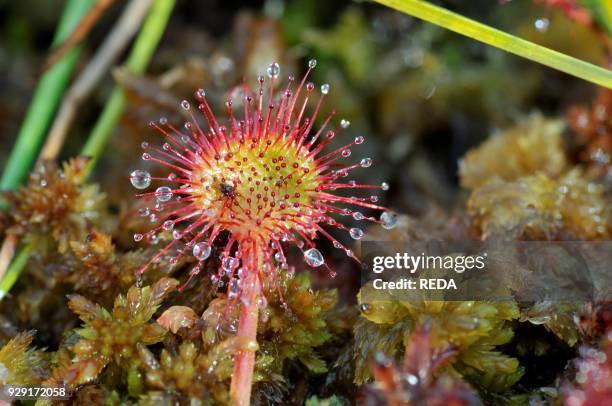Drosera rotundifolia. Common sundew or round-leaved sundew.