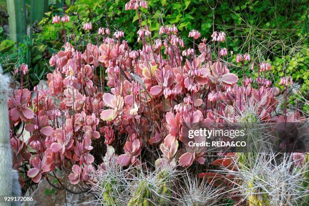 Kalanchoe fedtschenkoi.