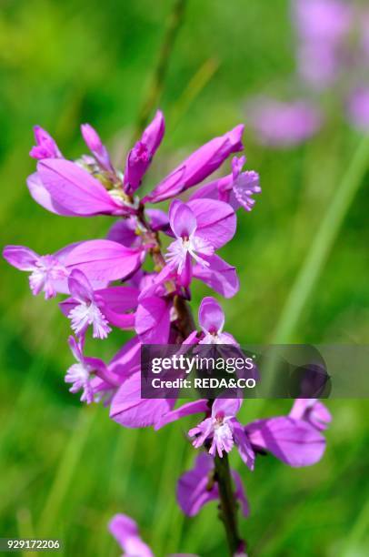 Montenegro - Durmitor Nacional Park - Polygala sp - Uno dei fiori più comuni sui prati dell'altopiano.