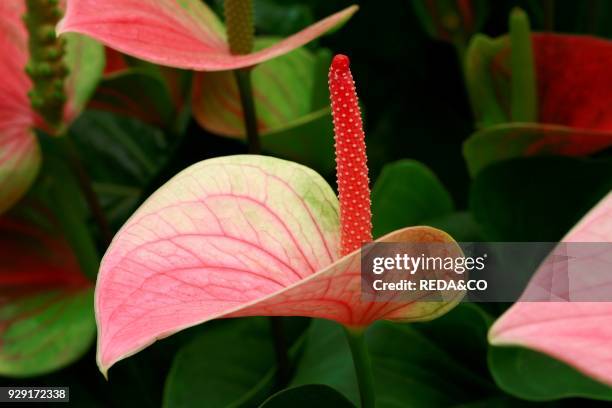 Anthurium andreanum "Fantasy Love". Flamingo flower.