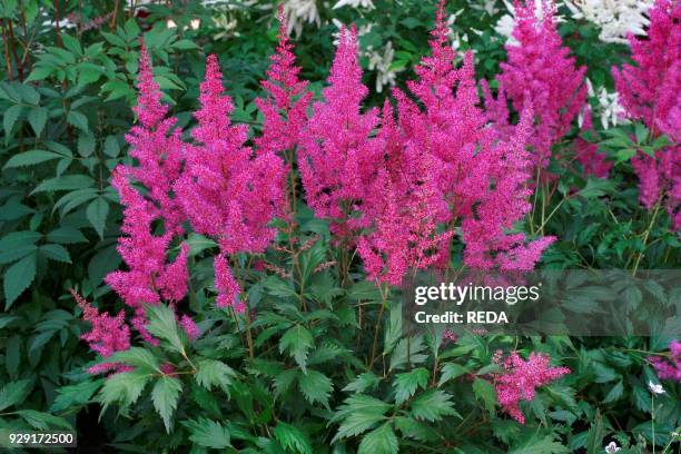 Astilbe "Elisabeth".