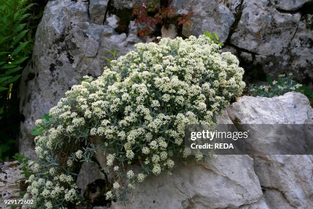 Pilotrichum spinosum.